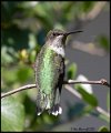 _0SB1701 ruby-throatedhummingbird